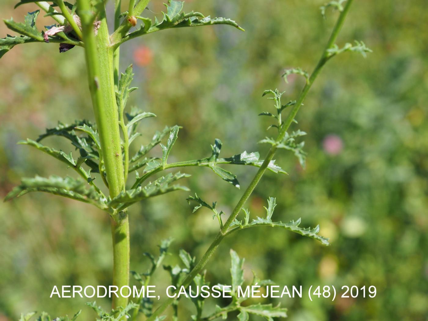 Figwort, Dog leaf